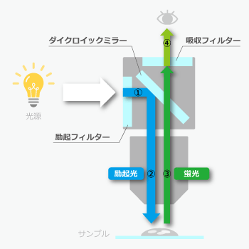 蛍光顕微鏡の仕組みのイメージ